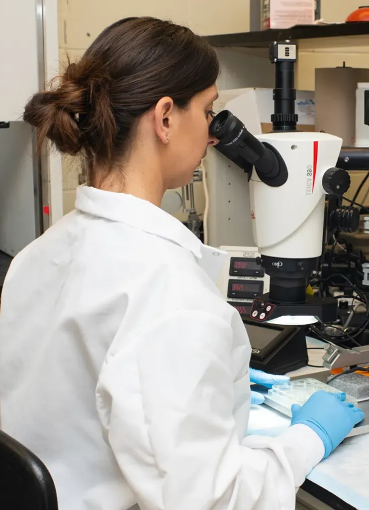 A student looks through a microscope